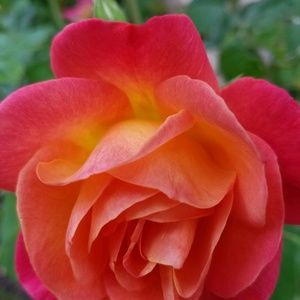 Meet your Posher, Thy